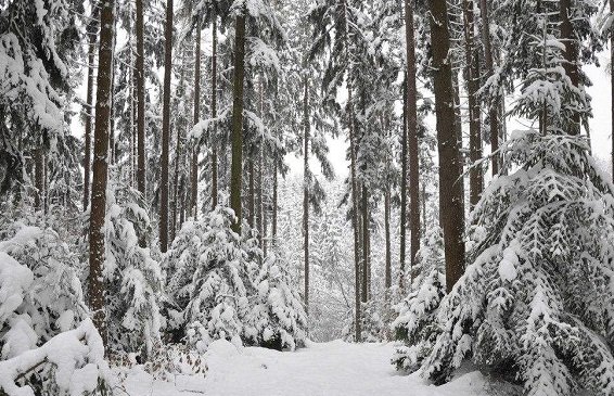 “大雪压青松，青松压不服”的全诗是什么