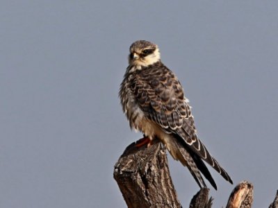 隼是什么意思？