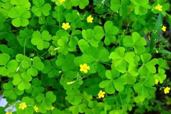 三叶草研究所隐藏入口的特点