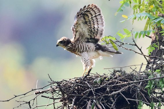 雏鹰是什么意思？