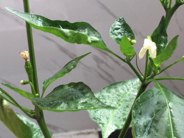 成品大香伊煮和小辣椒的特点