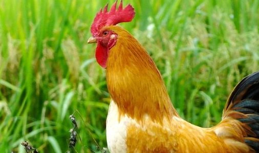 别无它法比喻什么动物