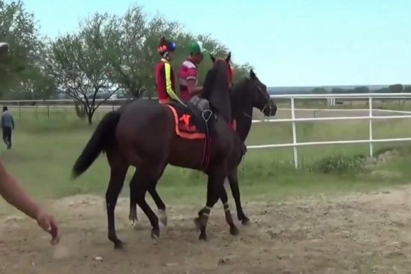 起居无时指什么生肖动物