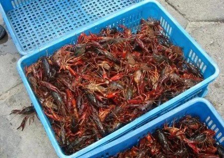 小龙虾的心脏长在什么部位