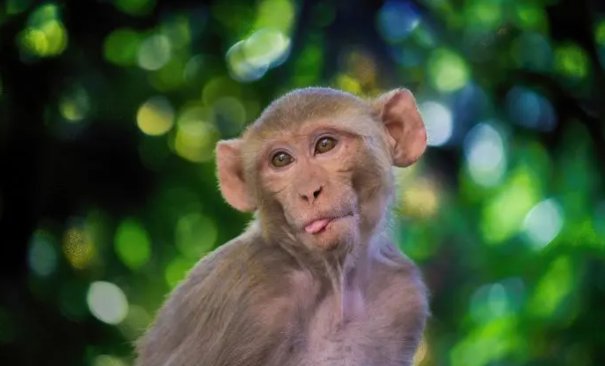 仰面朝天打一个生肖