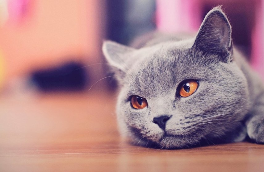 猫是蛇的天敌吗？