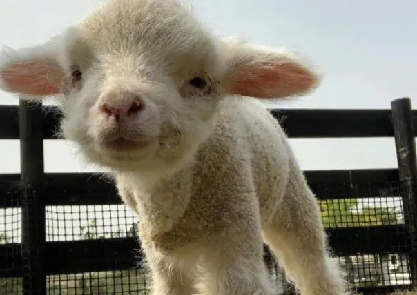 往事如烟打一个精准的生肖