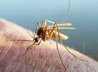 蚊蚋是什么意思