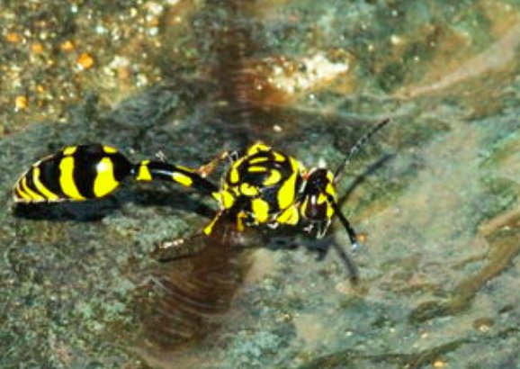 螟蛉子是什么意思？