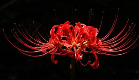 彼岸花开代表什么意思?