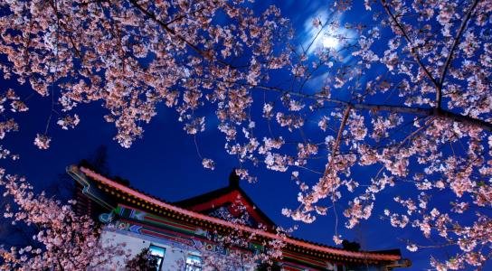 画楼西畔桂堂东这一句是什么意思？