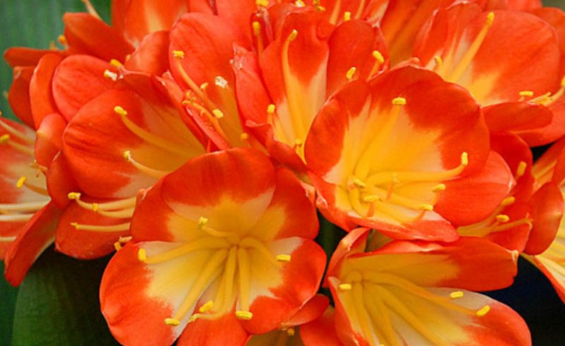 北京花卉市场有哪几家