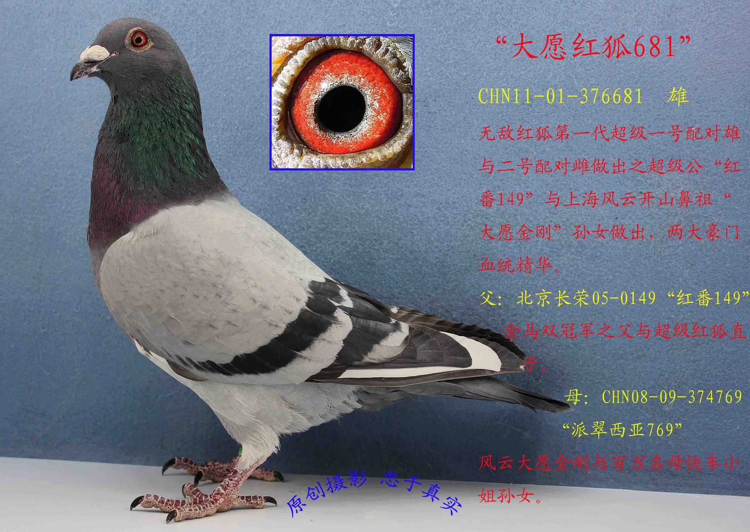 红狐女王的介绍