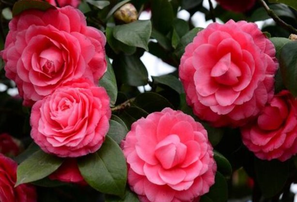 11月份有什么花开?