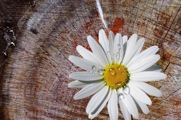 有声有色什么意思解释