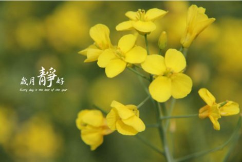 岁月静好是什么意思