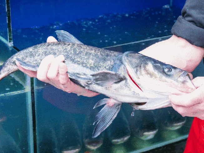 鱼摆摆是什么菜