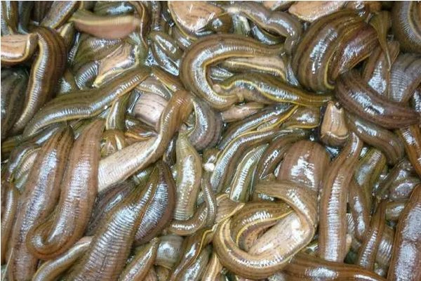 养殖蚂蝗需要什么条件