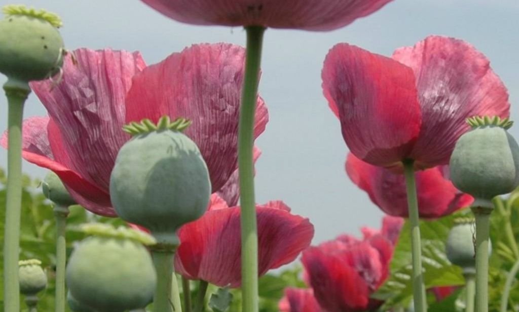 poppy是什么意思？