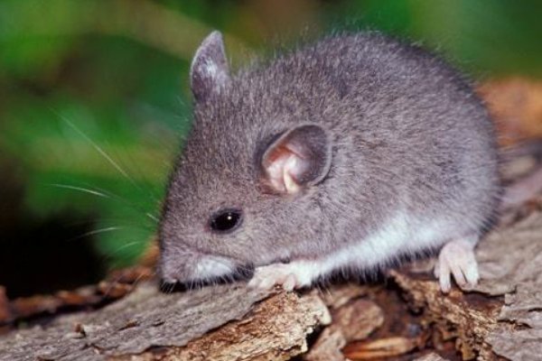 灭顶之灾,打一生肖