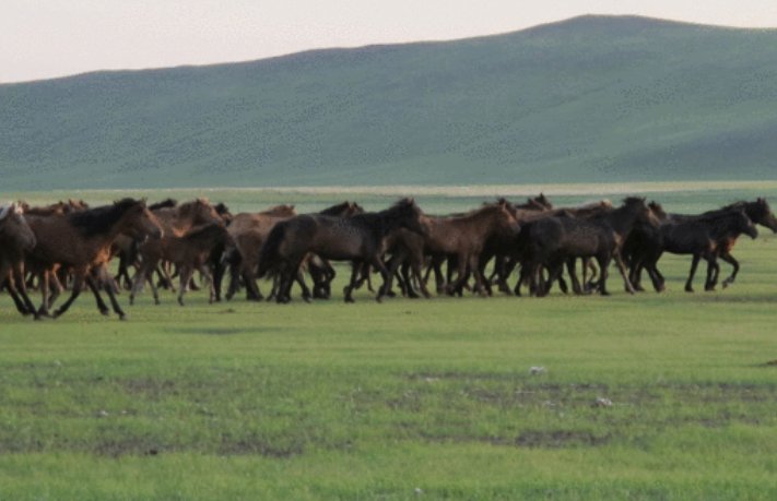 狗血淋头是什么生肖