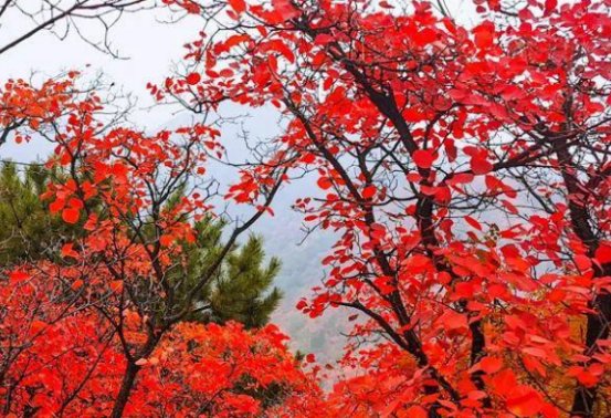 妖娆意思和拼音