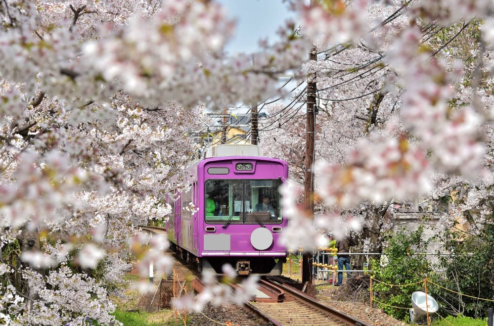 日语sakula是什么意思