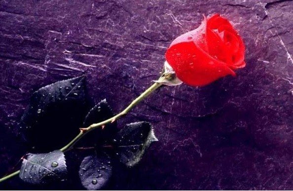 欲戴王冠，必承其重，欲握玫瑰，必承其伤.是什么意思