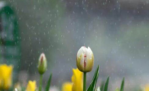 毛毛雨是什么样子的