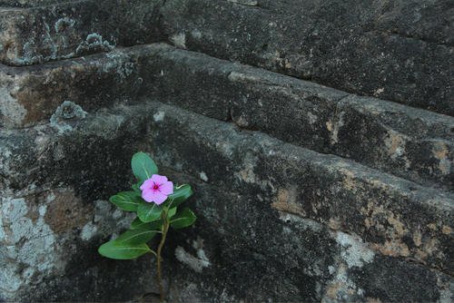 墙角的花_百度汉语