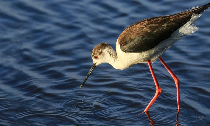 觅食的意思是什么