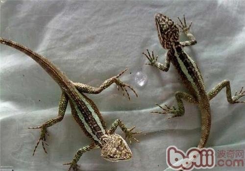 丽纹龙蜥的形态特征有哪些？