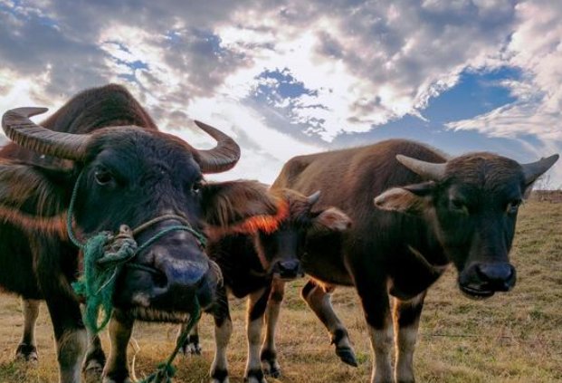 忆昔抚今打一生肖