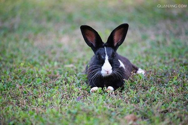 周而复始指什么动物生肖