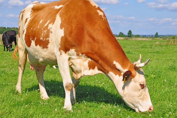 忆昔抚今打一生肖