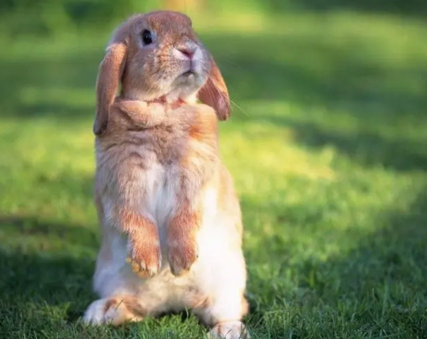 无冬无夏是那个动物生肖