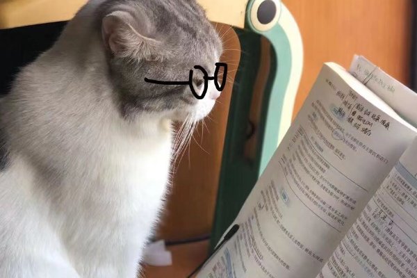 学霸猫出什么事了