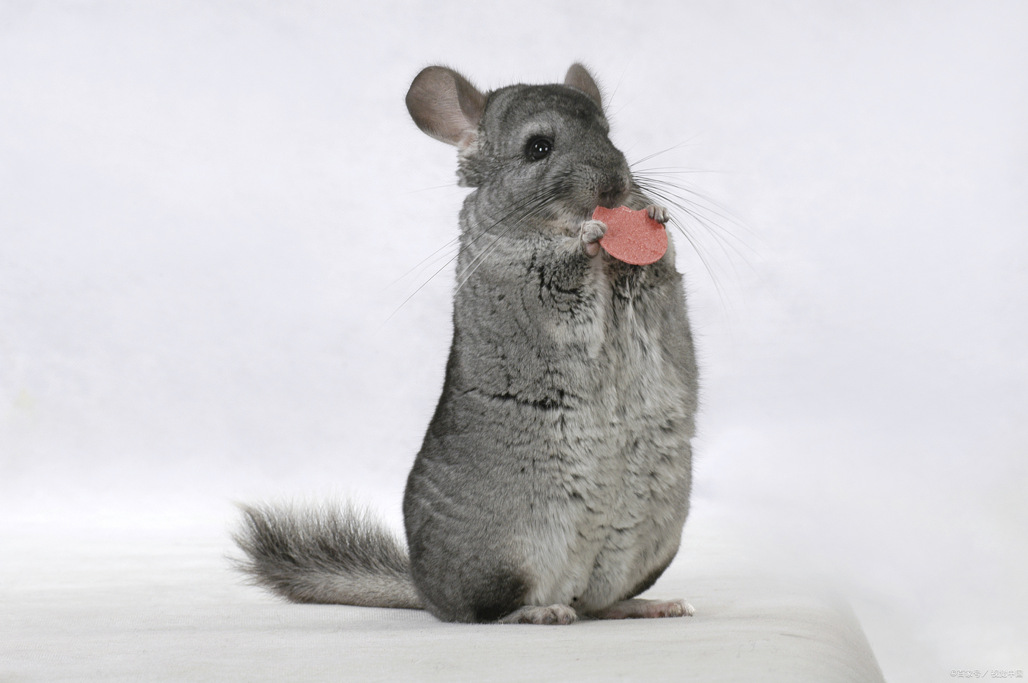 说话阴阳怪气，喜欢“指桑骂槐”的生肖有哪些你知道吗？