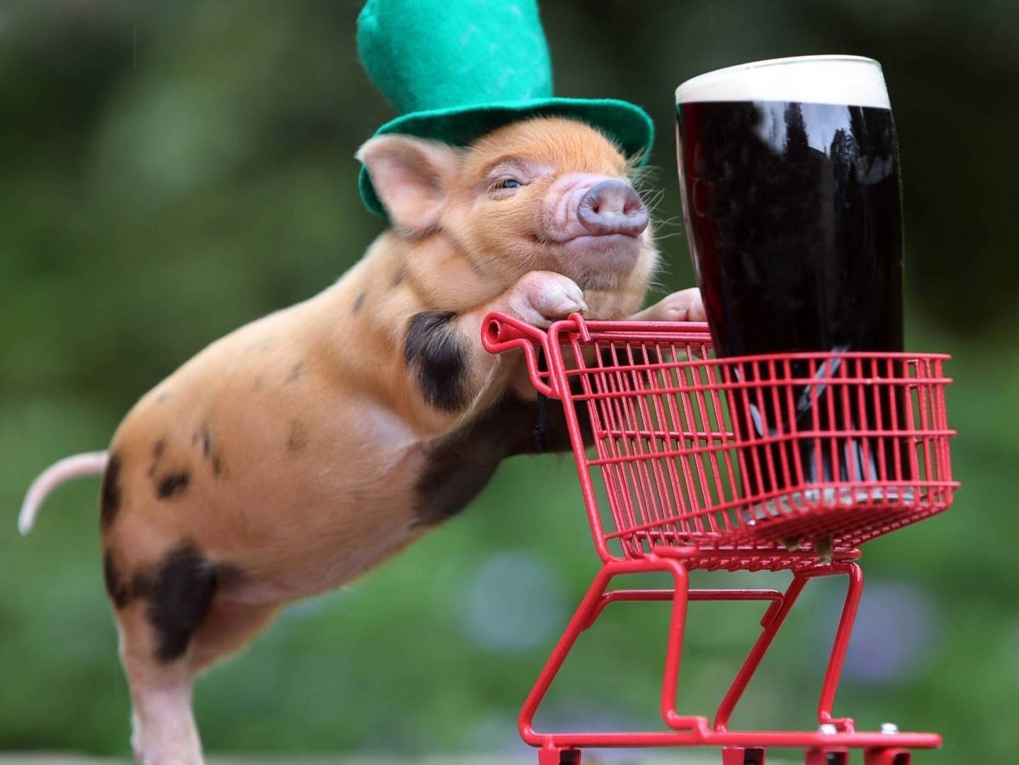 牧猪如戏什么生肖