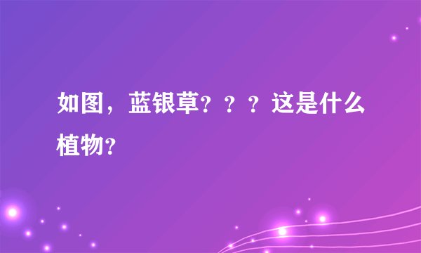 如图，蓝银草？？？这是什么植物？
