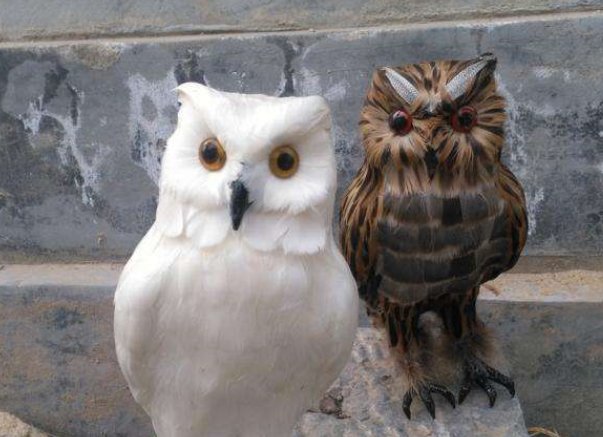 猫头鹰的耳朵特点？