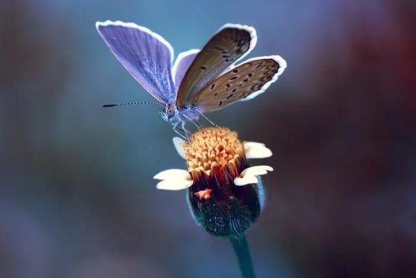 蝴蝶的家一般在哪里？