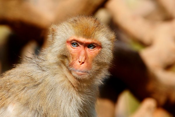 五讲四美解什么动物