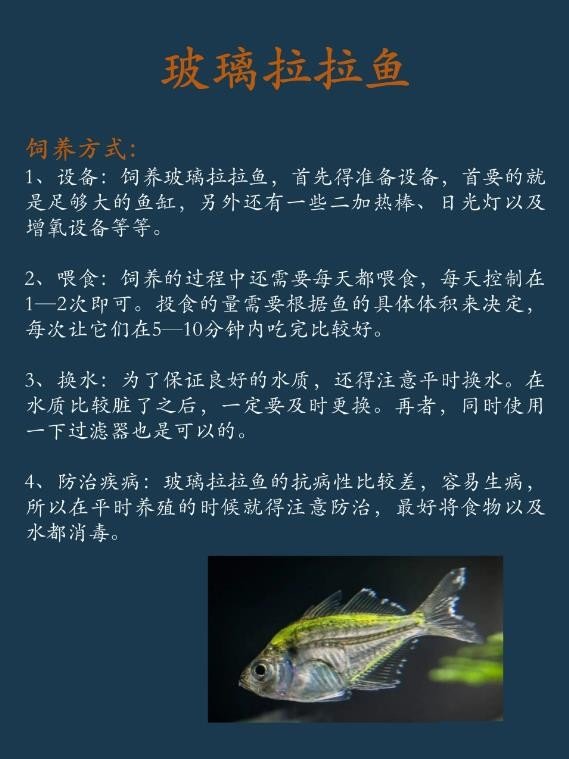 每天认识一种鱼｜玻璃拉拉