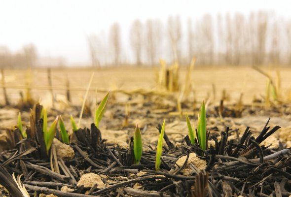 春风吹又生的意思