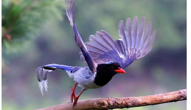 释槐鸟是什么鸟?