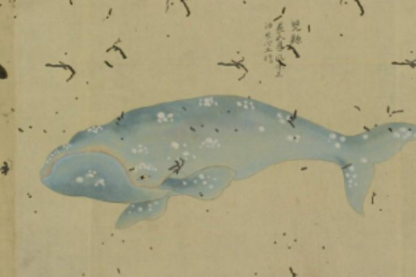海鲸是什么？
