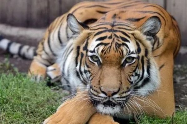 心存芥蒂打一动物生肖