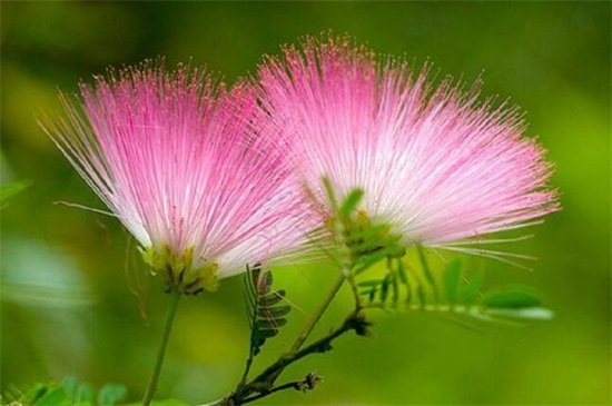 合欢树有什么象征意义