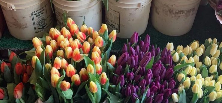 北京花卉市场有哪几家